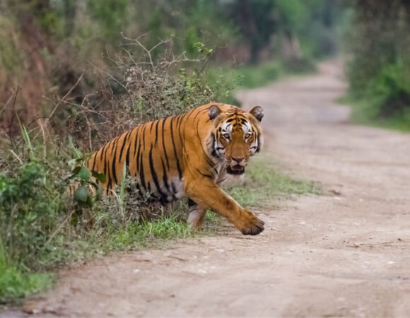 Golden Triangle Tour With Ranthambore