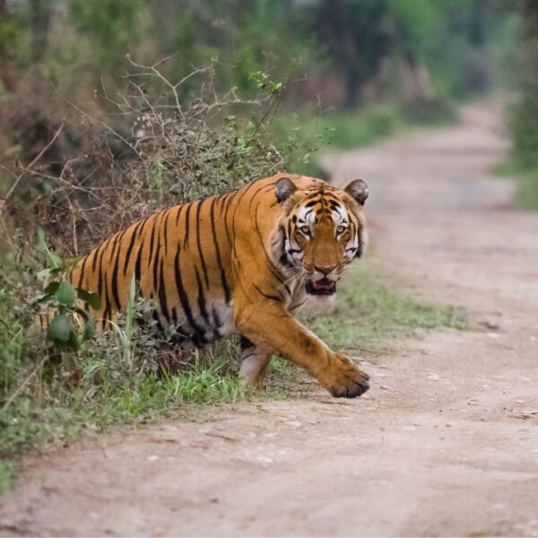 Golden Triangle Tour With Ranthambore